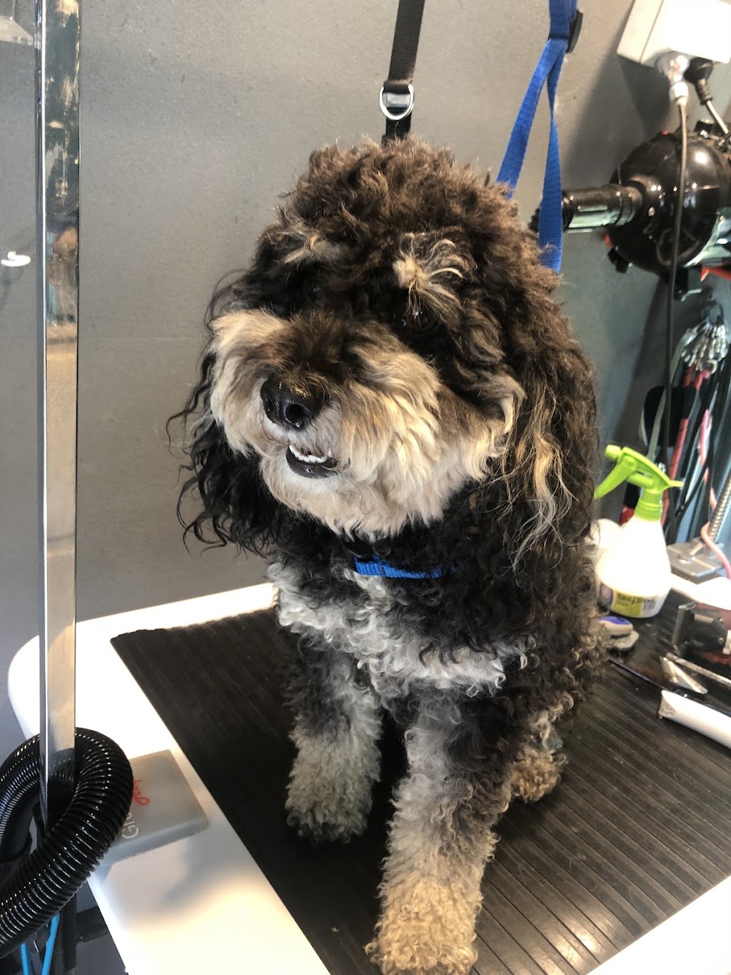 Paws and Claws Squeaking Point | 97 Shannon Dr, Port Sorell TAS 7307, Australia | Phone: 0409 920 867