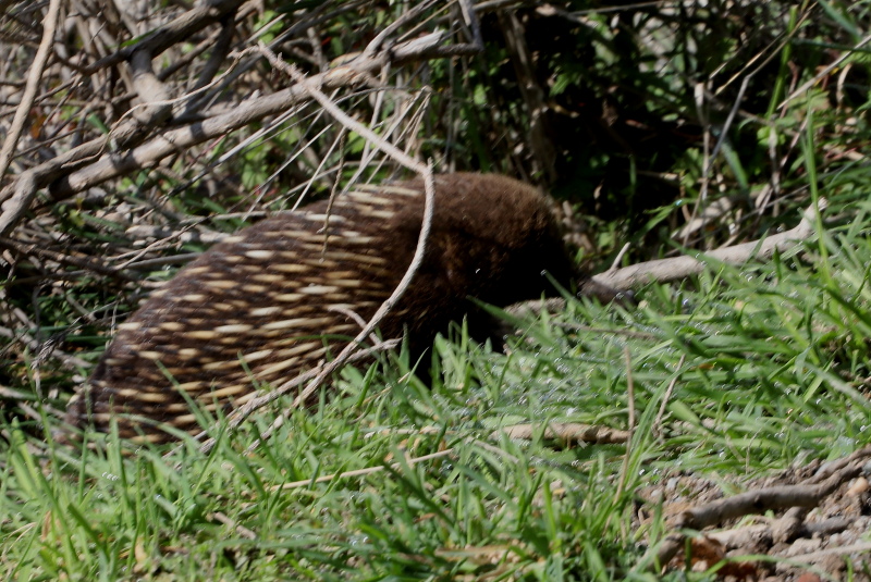 Mount Worth State Park | park | 301 Allambee Estate Rd, Allambee VIC 3823, Australia | 131963 OR +61 131963