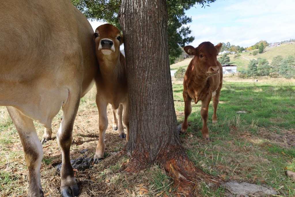Kermandie Ridge Farm Sanctuary Inc. | 23 Knights Rd, Geeveston TAS 7116, Australia | Phone: 0429 029 012