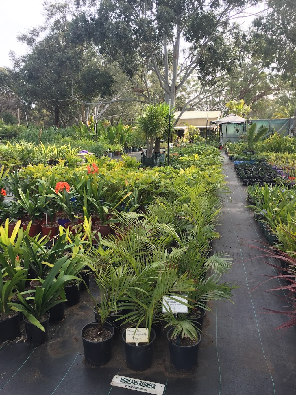 Premier Palms Nursery | 4 Dempster Place, Mariginiup Wanneroo, Perth WA 6078, Australia | Phone: 0408 454 373