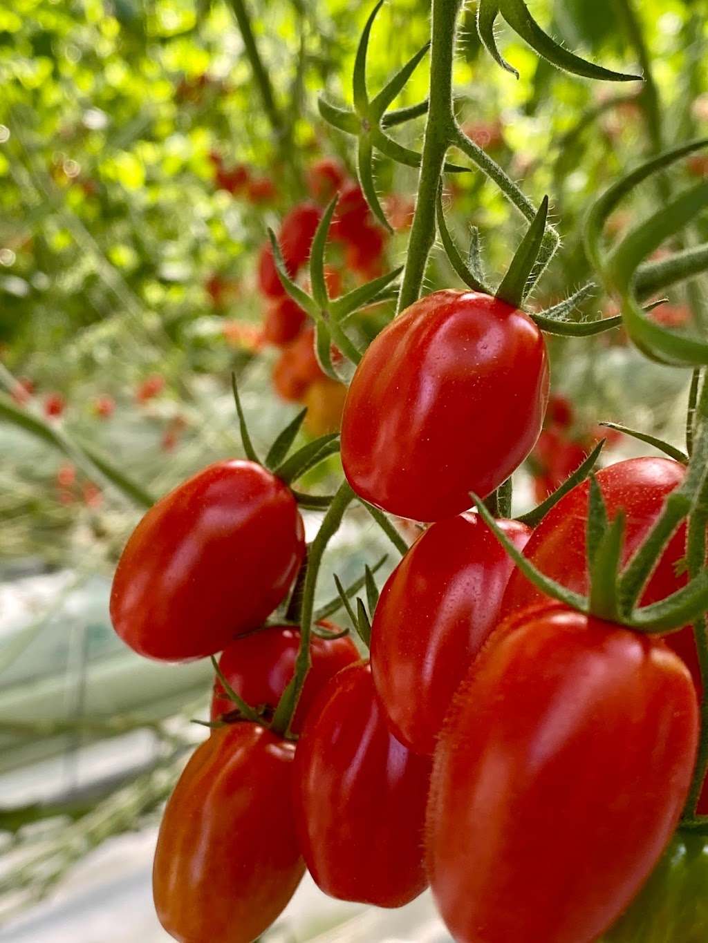 Allegro Farm | 12 Archer Rd, Spring Creek QLD 4343, Australia | Phone: 0403 245 522