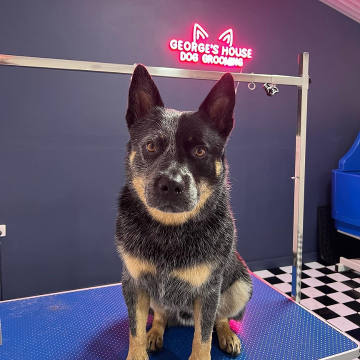 Georges House Dog Grooming Leeton | Palm Ave, Leeton NSW 2705, Australia | Phone: 0493 671 026