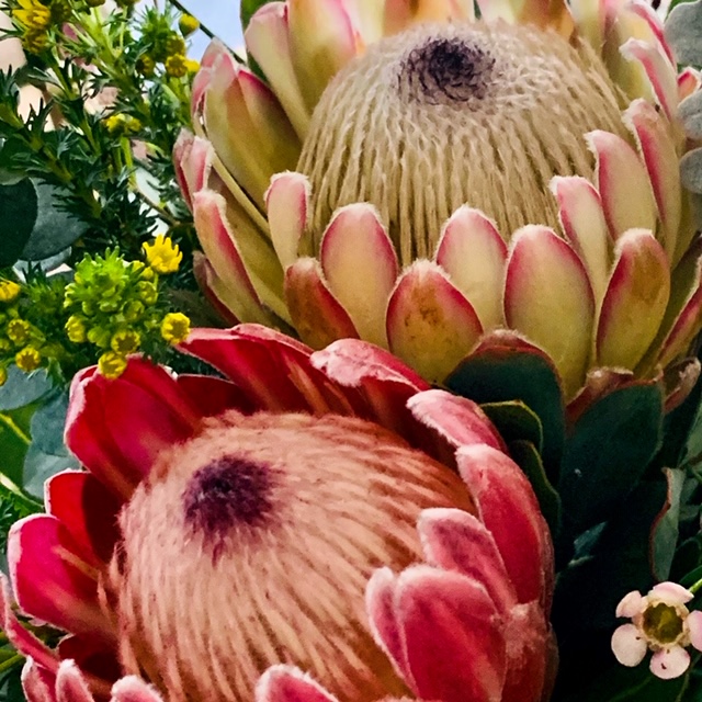 Full Bloom | 95 Grant St, Alexandra VIC 3714, Australia | Phone: 0430 580 264