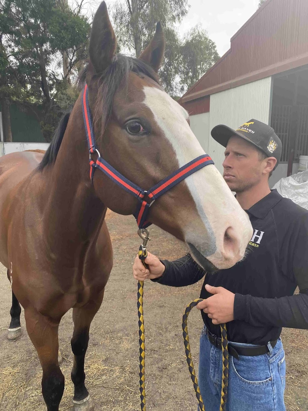 Lofty Thoroughbred Group Pty Ltd | 7/9 Laurie Cleary Ln, Cranbourne VIC 3977, Australia | Phone: 0413 123 711