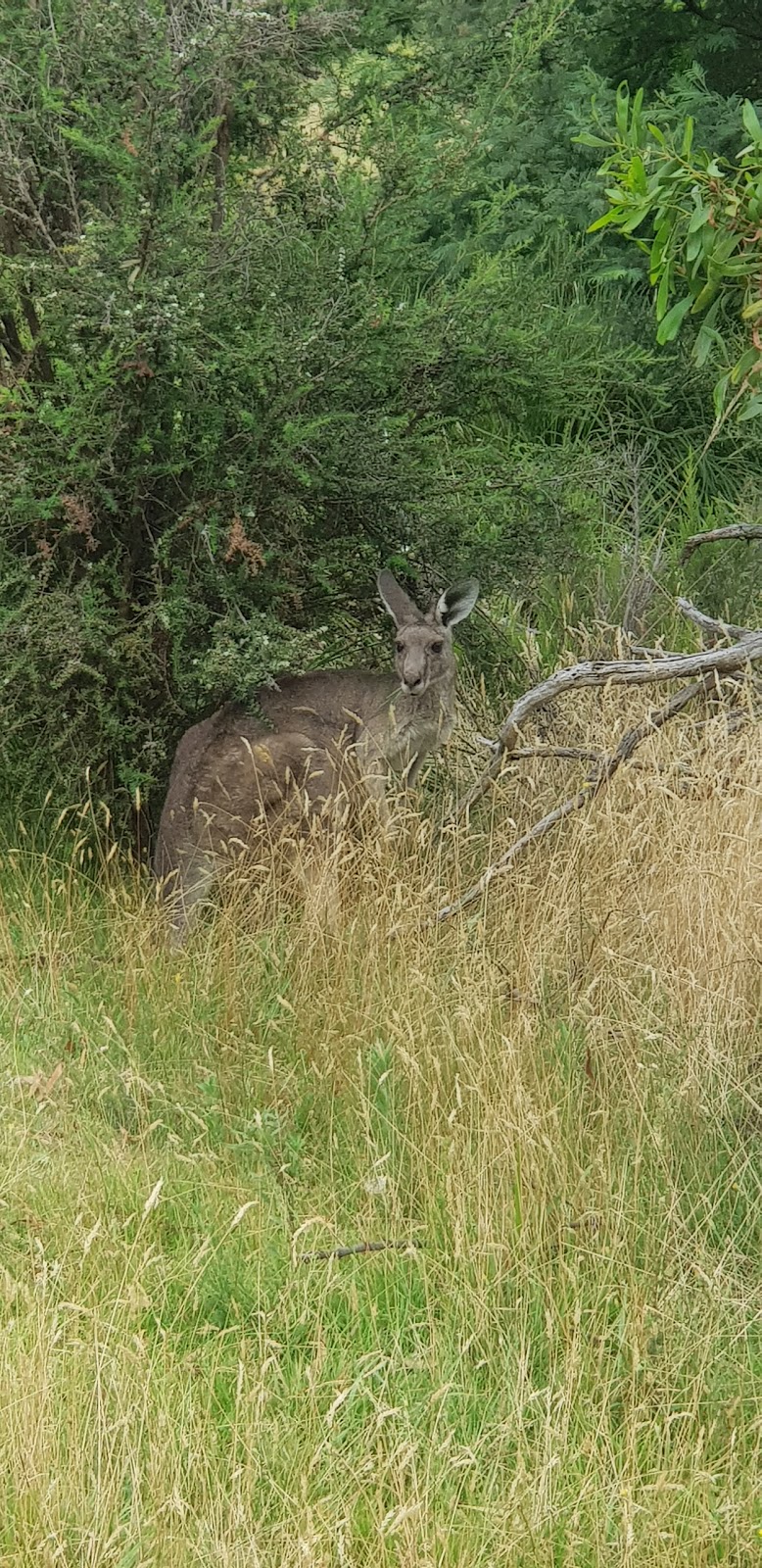 Churchill National Park | park | Lysterfield South VIC 3156, Australia | 131963 OR +61 131963