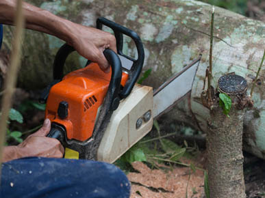 All Seasons Tree Lopping Services | Servicing Blacktown, Blue Mountains, Hills District, Windsor, Marsden Park Jordan Springs, Rouse Hill, Kellyville, Baulkham Hills, Bella Vista Carlingford Katoomba, Springwood, Emu Plains, Blaxland, 17 Muscio, Colyton NSW 2760, Australia | Phone: 0423 682 322