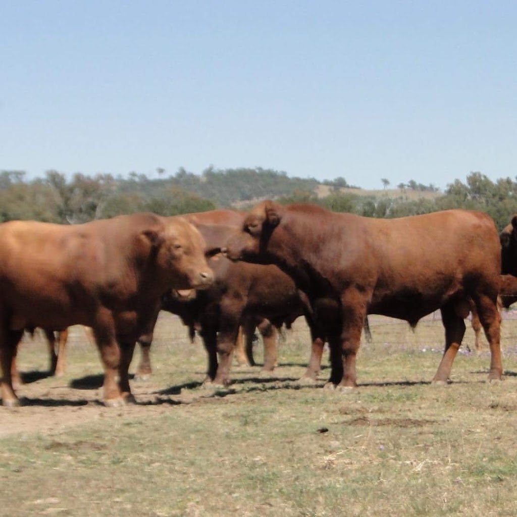 Mayo Livestock | food | 3572 Riverton Rd, Watsons Crossing QLD 4385, Australia | 0746535127 OR +61 7 4653 5127