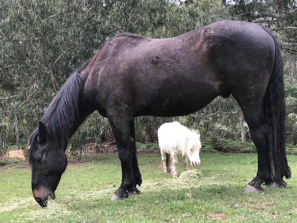 Valley Horse Agistment | Berwick/Guys Hill Area, Harkaway VIC 3807, Australia | Phone: 0407 886 779