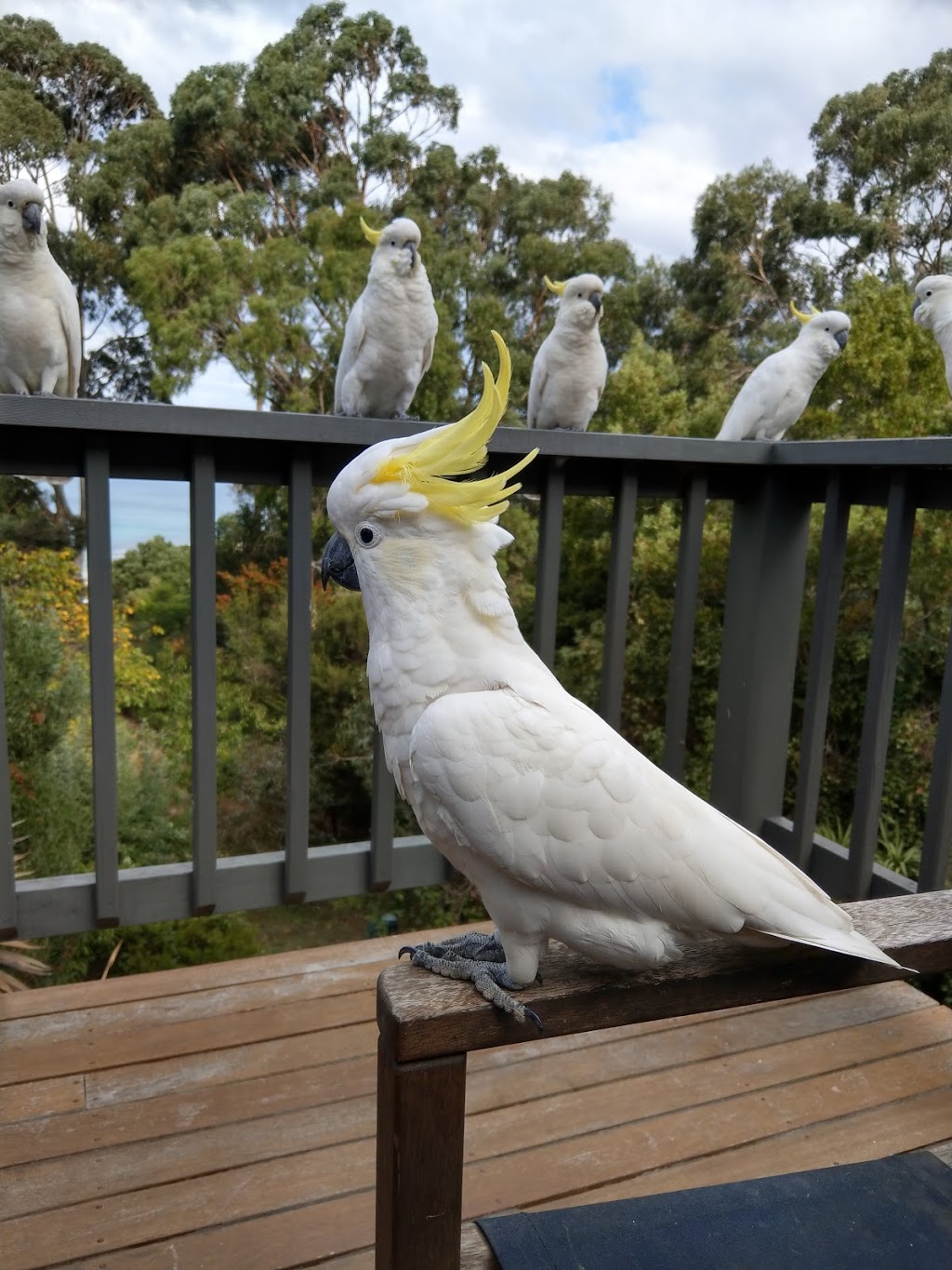 Sanctuary House | lodging | 5 The Bluff, Wye River VIC 3234, Australia