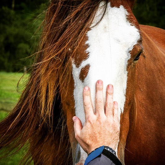 Northern Rivers Equine Assisted Psychotherapy | health | 1202 Gradys Creek Rd, Loadstone NSW 2474, Australia | 0406545652 OR +61 406 545 652