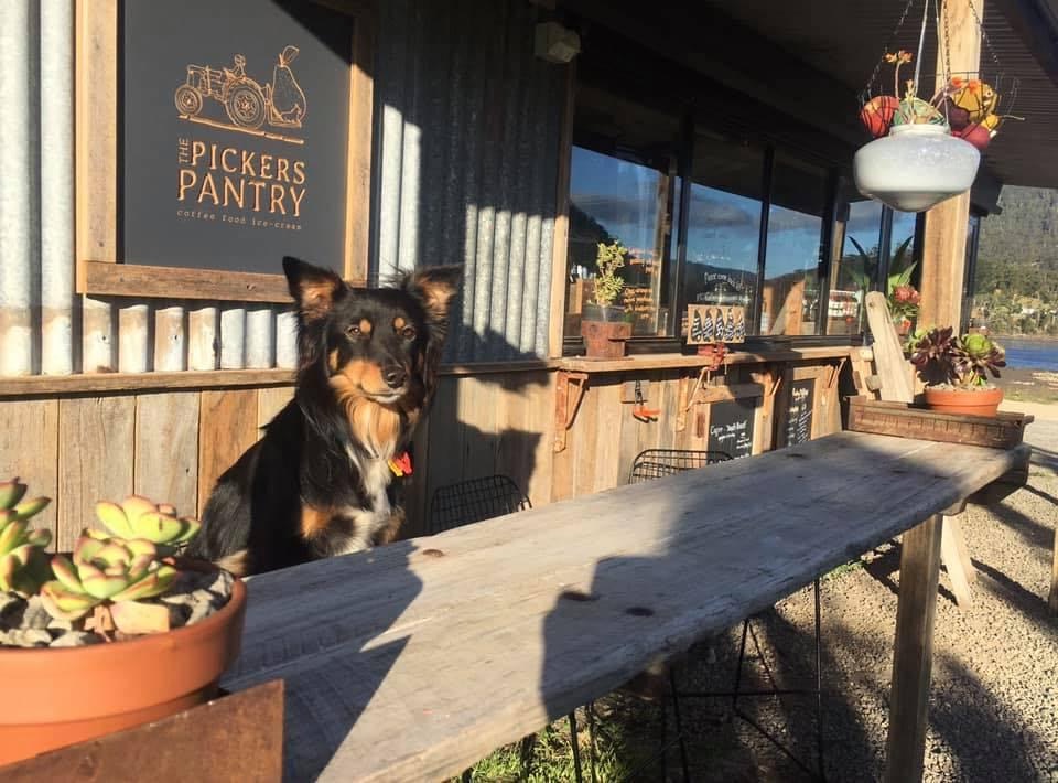 The Pickers Pantry Orchard Cafe | 45 Parsons Bay Rd, White Beach TAS 7184, Australia | Phone: 0431 892 527