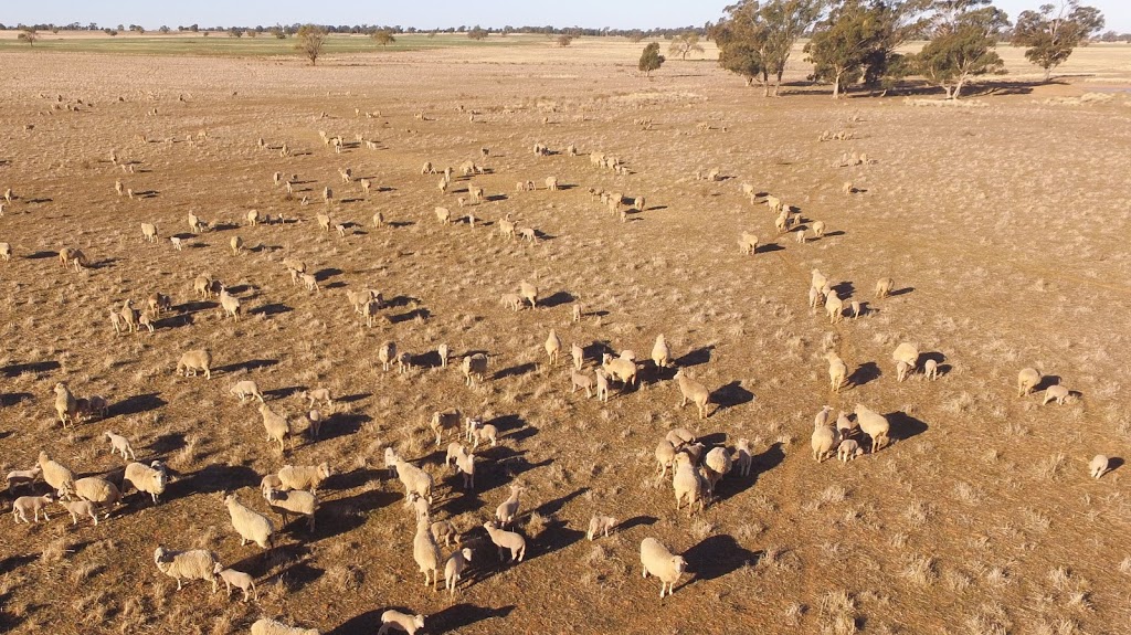 Parkdale SRS Poll Merino Stud | Parkdale 1580, Collie Rd, Kickabil NSW 2830, Australia | Phone: 0428 876 266