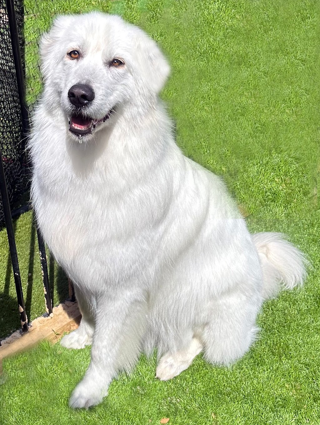 Paw and Order Dog Grooming Studio | 81 Sturt St, Mulwala NSW 2647, Australia | Phone: 0438 788 845 Paw and Order Dog Grooming Studio | 81 Sturt St, Mulwala NSW 2647, Australia | Phone: 0438 788 845