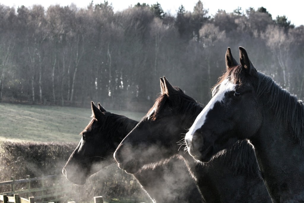 Camden Bicentennial Equestrian Park | 42 Exeter St, Camden NSW 2570, Australia | Phone: 0438 467 871