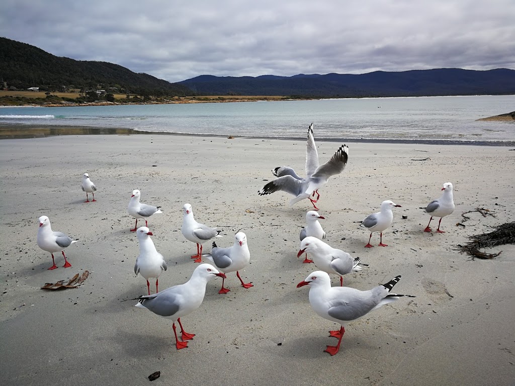 Diamond Island Nature Reserve | Tasmania, Australia