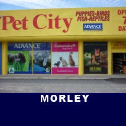 Pet City Morley | pet store | 1/136 Russell St, Morley WA 6062, Australia | 0892765662 OR +61 8 9276 5662