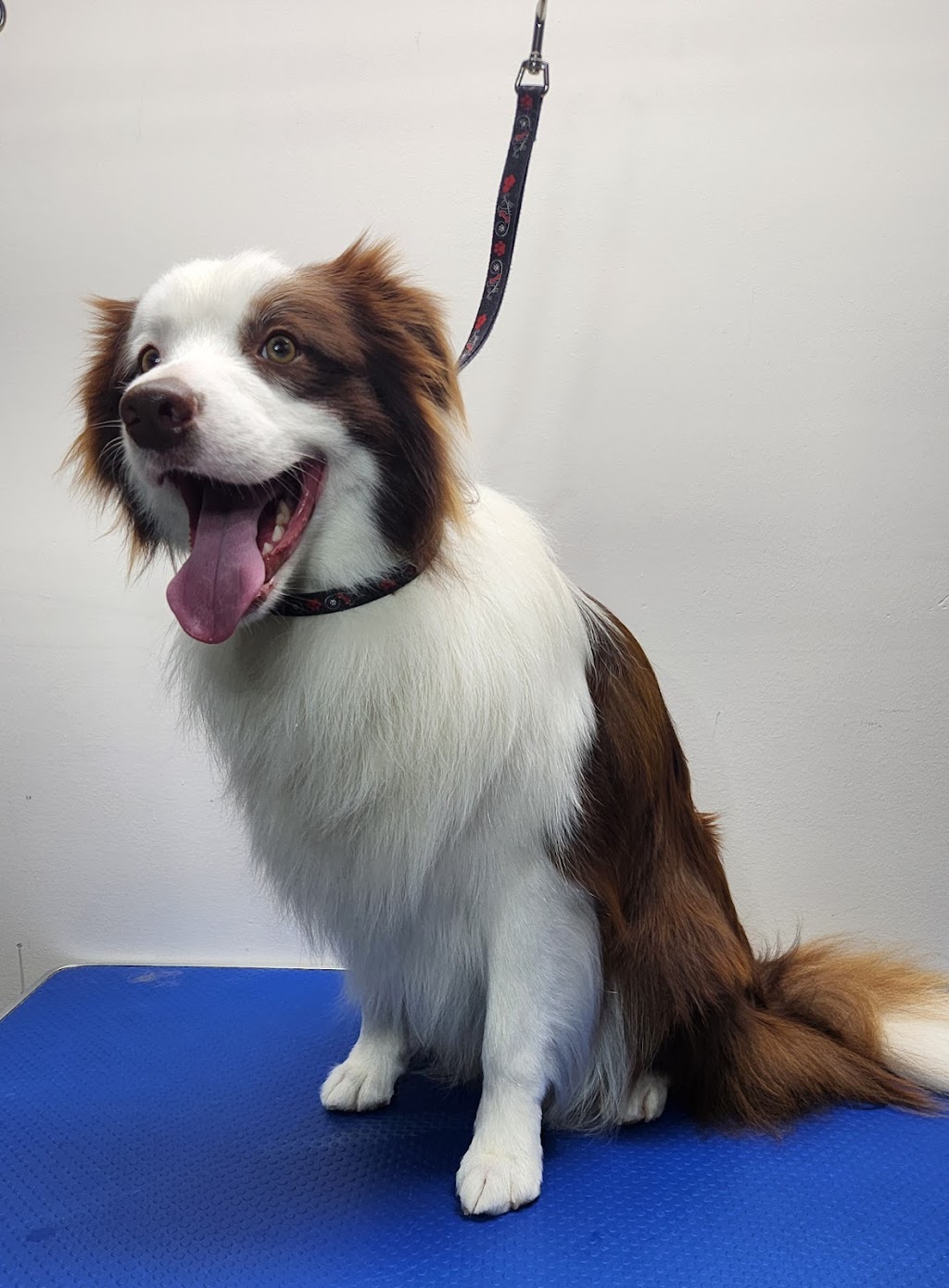 Gippy Dog Grooming | Brittlewood Ln, Longwarry VIC 3816, Australia | Phone: 0461 453 341