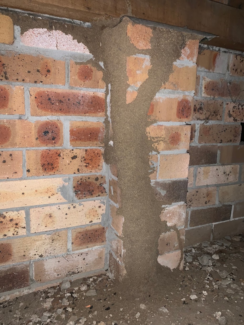 Valley Pest Management | Unit 8/369 Maitland Rd, Cessnock NSW 2325, Australia | Phone: 0407 779 957