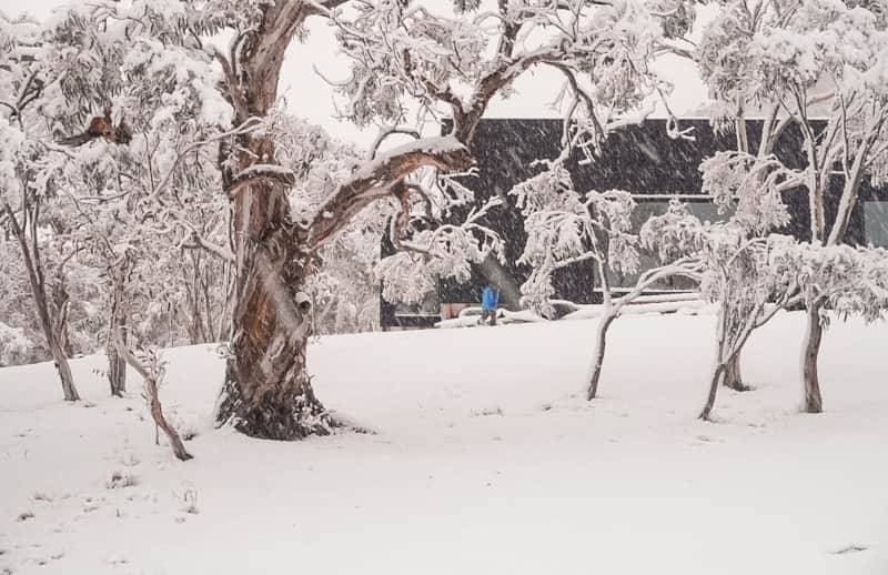 Common Kosci | 92 Bungarra Ln, Jindabyne NSW 2627, Australia | Phone: 0424 451 102