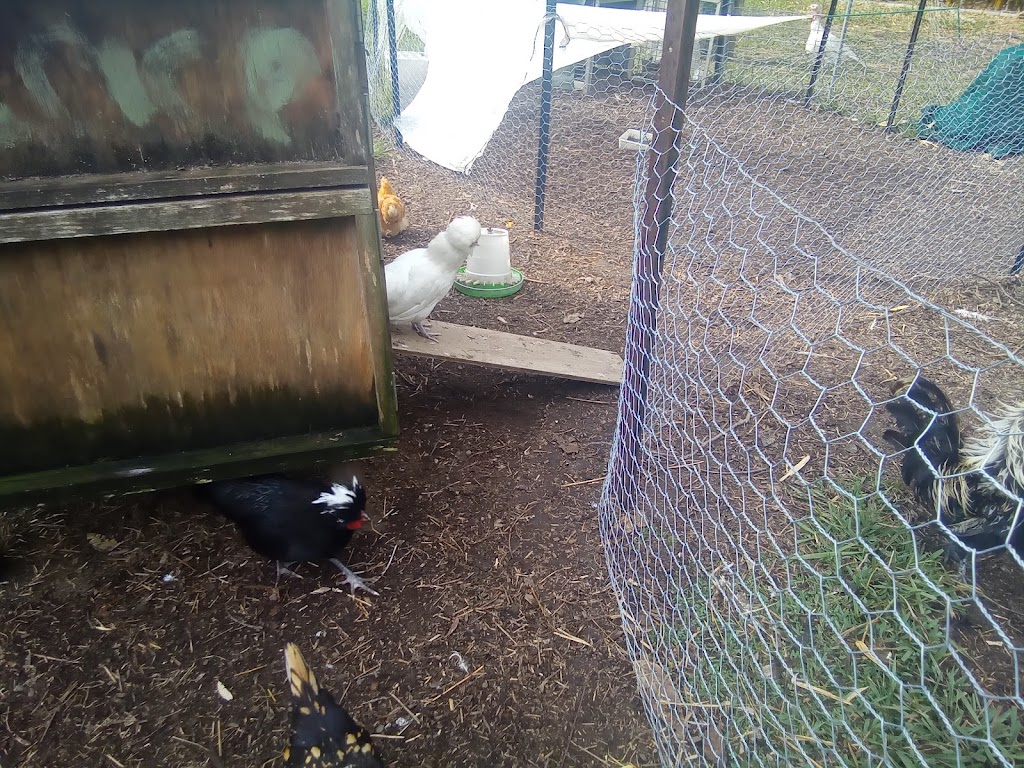 The pom pom patch | 000, Lansdowne NSW 2430, Australia | Phone: (02) 6556 7362