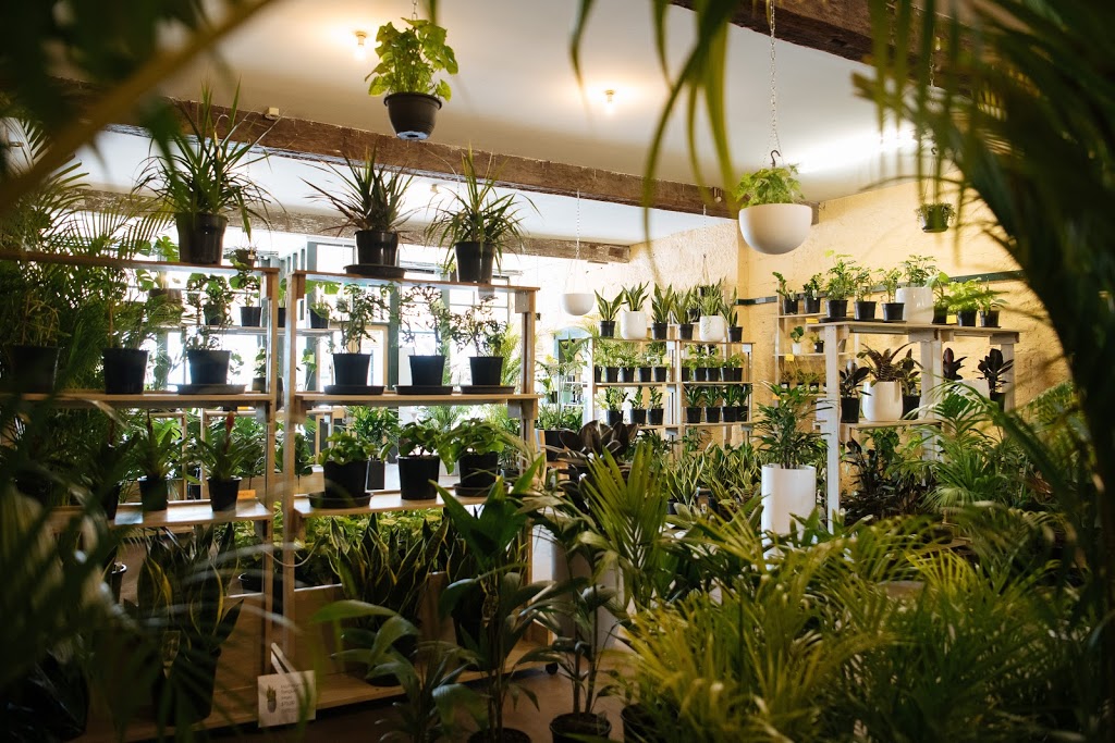 Love My Plants | store | 101 Newcastle St, East Maitland NSW 2323, Australia