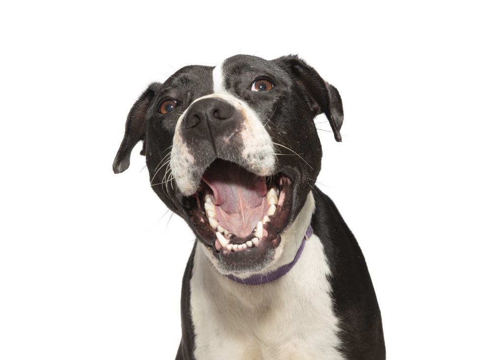 Sydney Dogs & Cats Home | 69-83 Sir Joseph Banks Dr, Kurnell NSW 2231, Australia | Phone: (02) 9587 9611