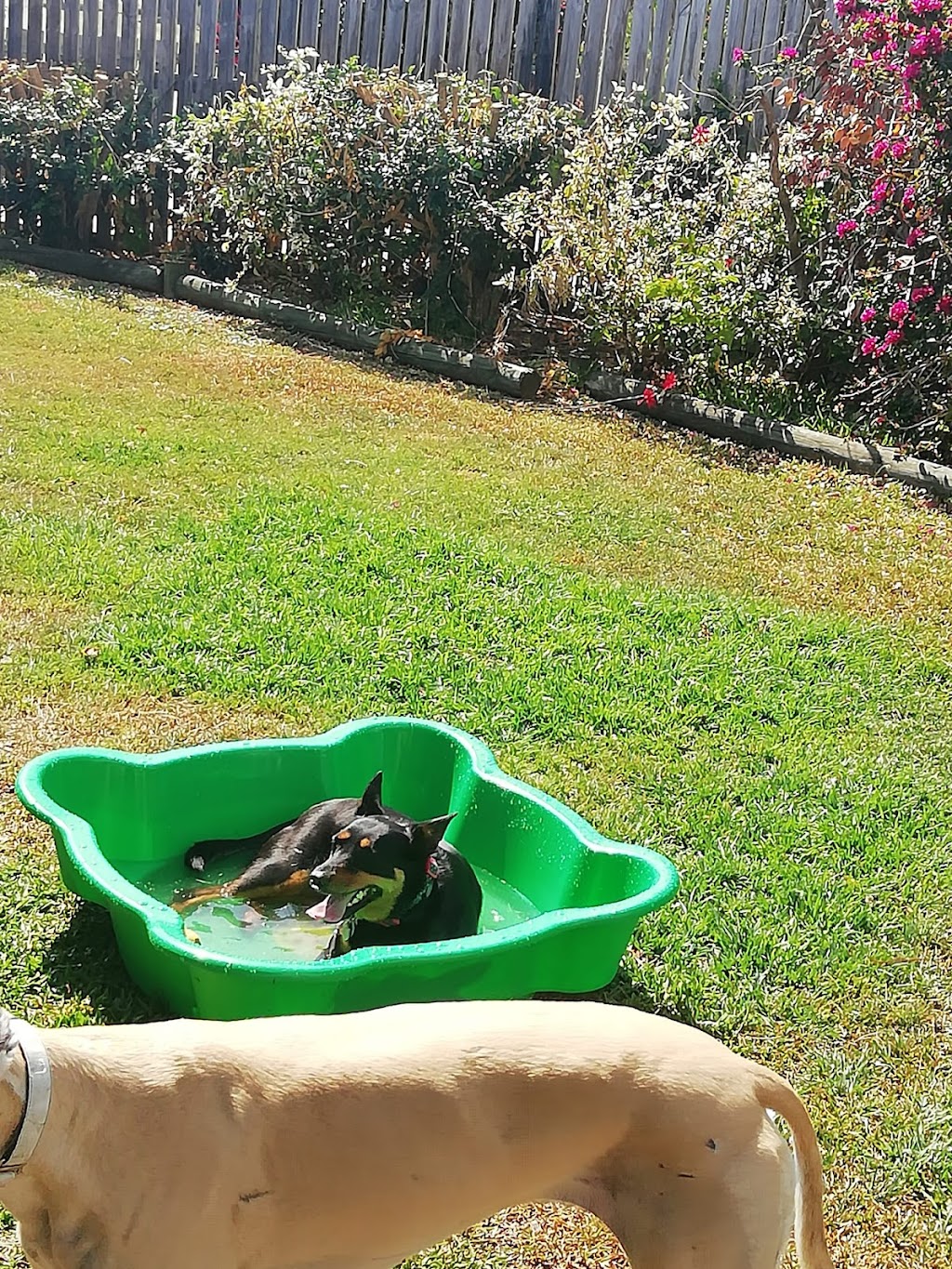 Chuck and Scratch doggy daycare | Clayton Rd, Lammermoor QLD 4703, Australia | Phone: 0466 902 151