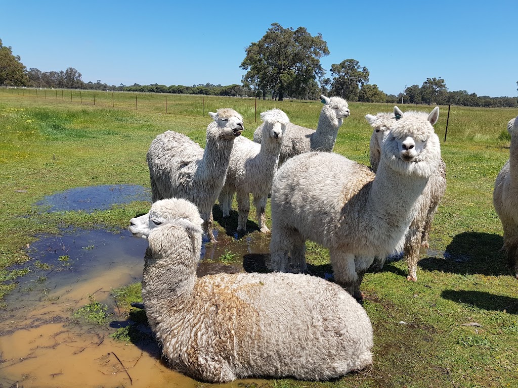 Amphora Park Alpacas | 140 Mills Rd, Blythewood WA 6208, Australia | Phone: 0457 771 972