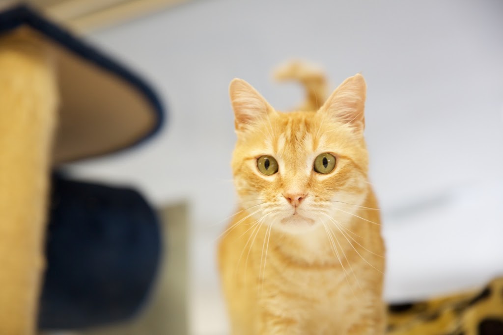 Dr Paws Cattery (Lane Cove) | 41 Kitchener Rd, Artarmon NSW 2064, Australia | Phone: (02) 9428 1174