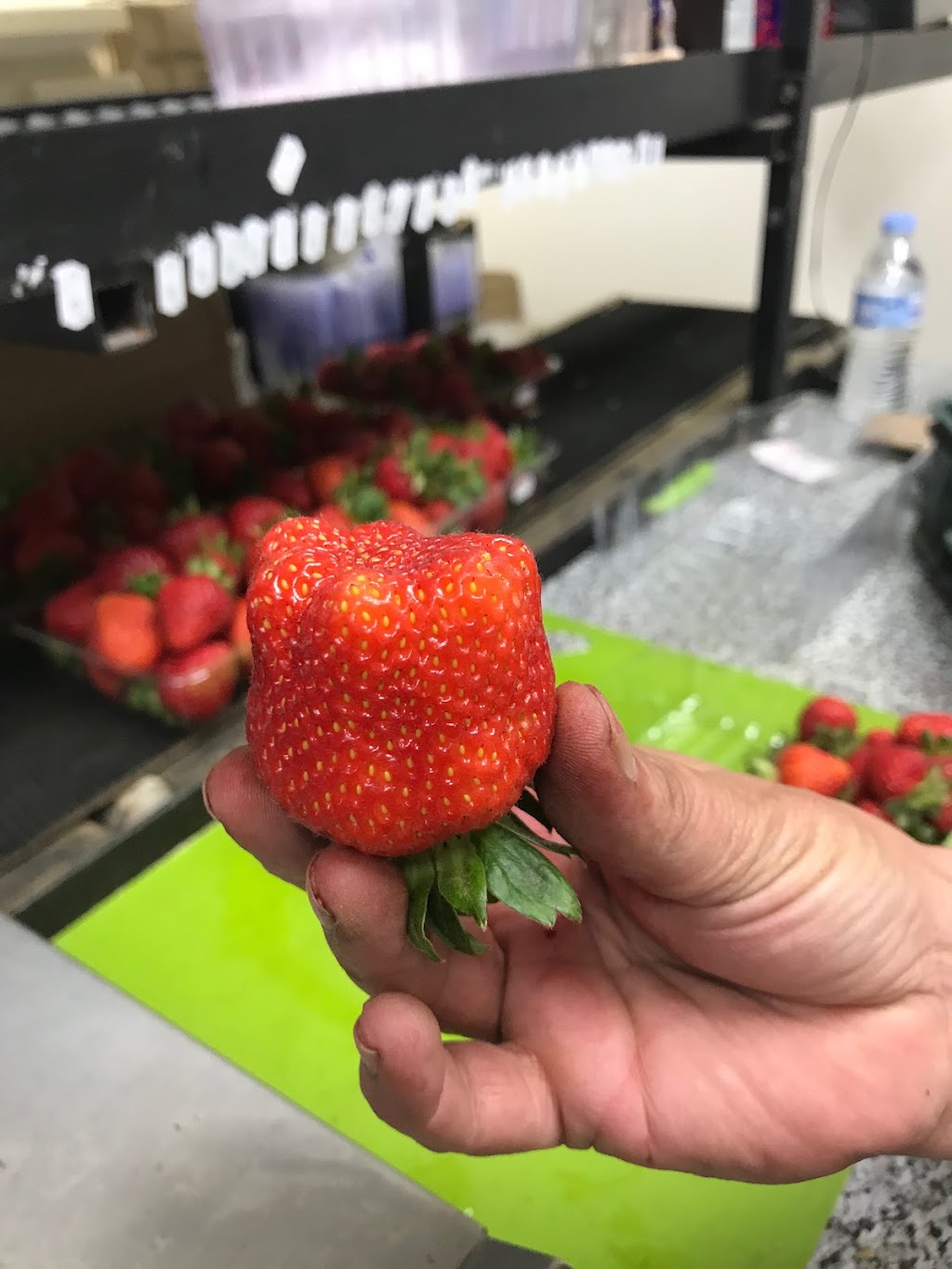Portland Strawberries | food | 87 Princes Hwy, Bolwarra VIC 3305, Australia | 0355231834 OR +61 3 5523 1834