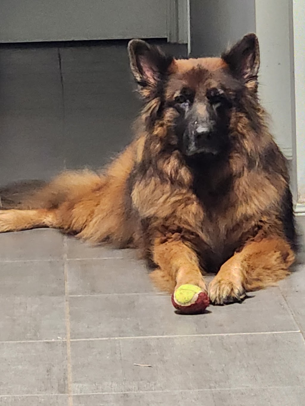 Barkin Bubbles Pet Services | 53 Back Ma Ma Rd, Winwill QLD 4347, Australia | Phone: 0447 639 953