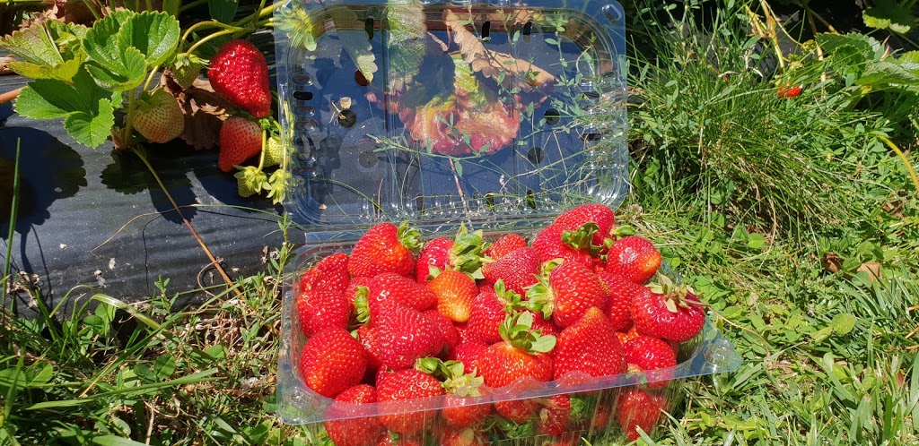 Berry World PYO Strawberries | 26 Egan St, Timboon VIC 3268, Australia | Phone: (03) 5598 3240