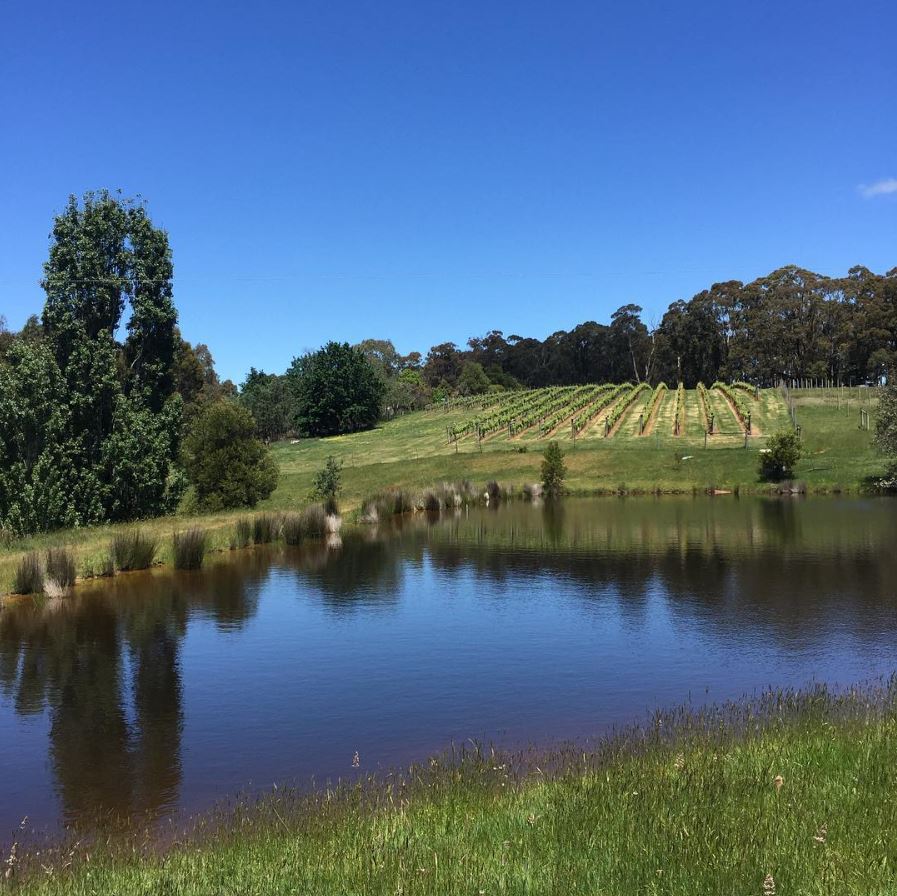 Wombat Forest Vineyard (189 Springhill Rd) Opening Hours