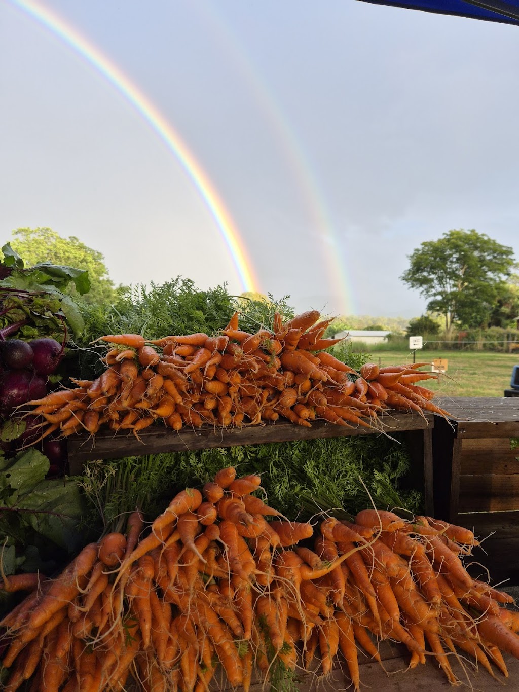 Petrichor Ag Farm and Market Garden | 128 Camp Mountain Rd, Camp Mountain QLD 4520, Australia | Phone: 0416 543 987