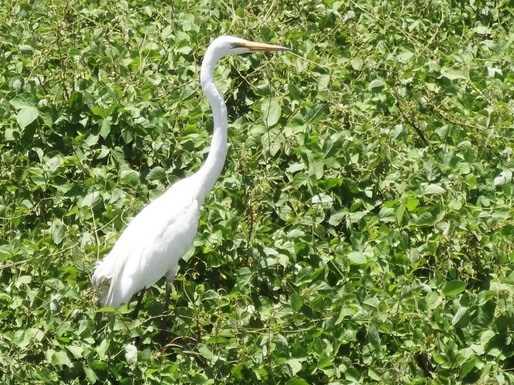 Rocklea Wetland Habitat | Rocklea QLD 4106, Australia