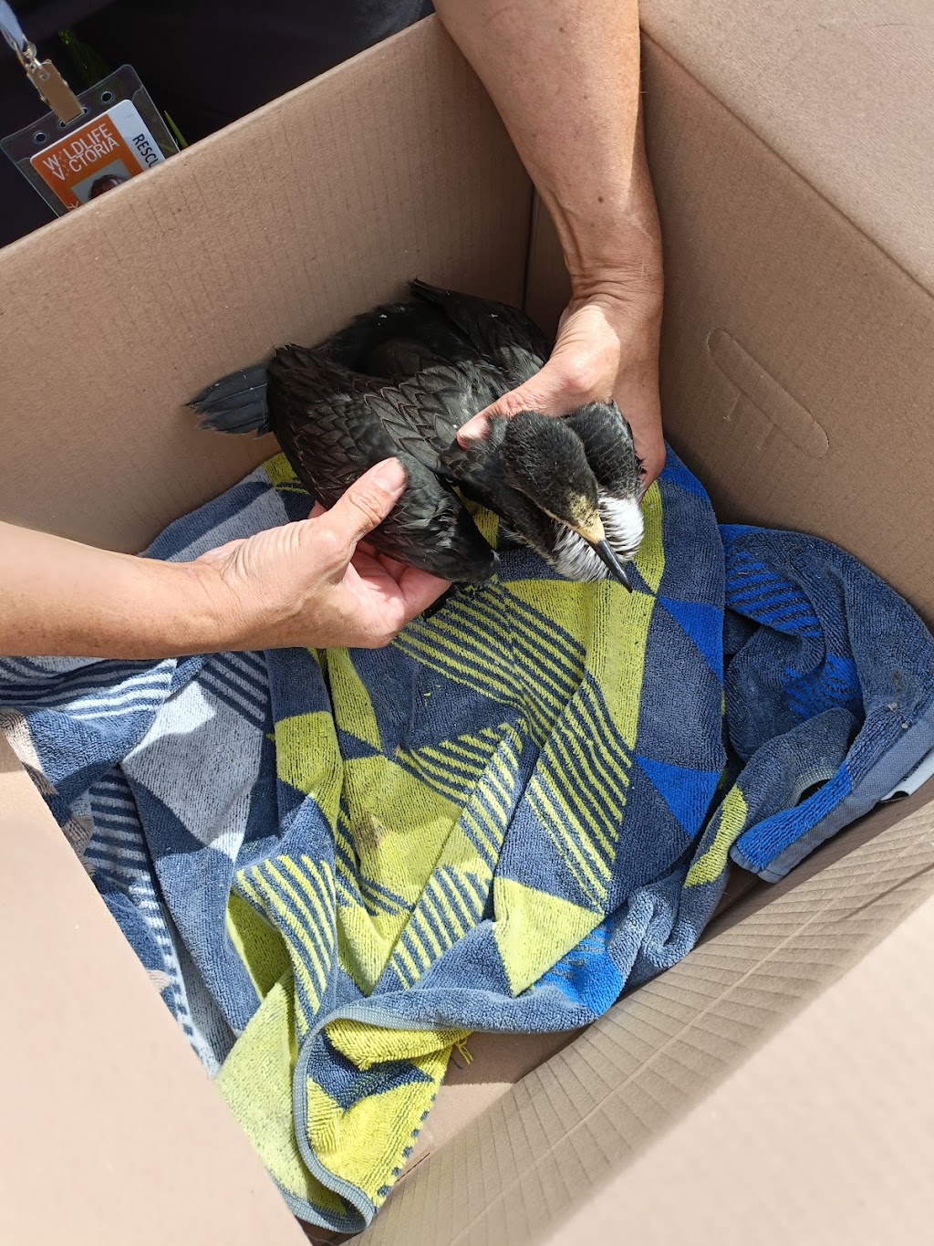 Woorinen South Wildlife Shelter | 66 Palmer St, Woorinen South VIC 3588, Australia | Phone: 0408 122 863