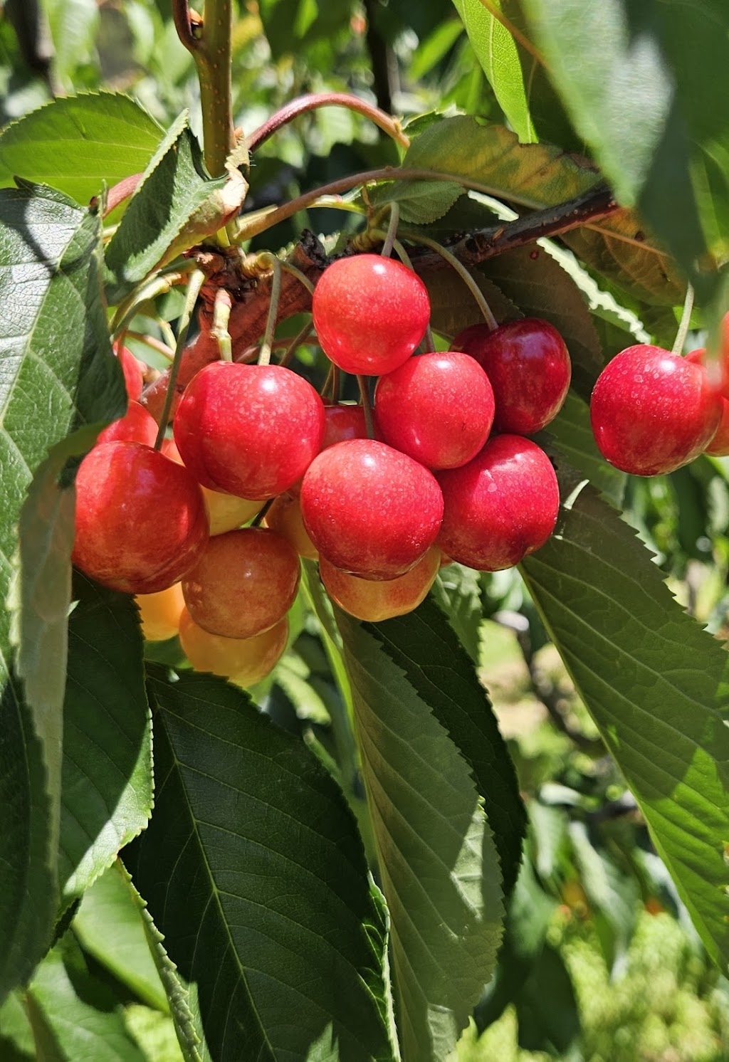 Rose Cottage Cherry | 210 Braeside Rd, Franklin TAS 7113, Australia | Phone: 0433 433 043