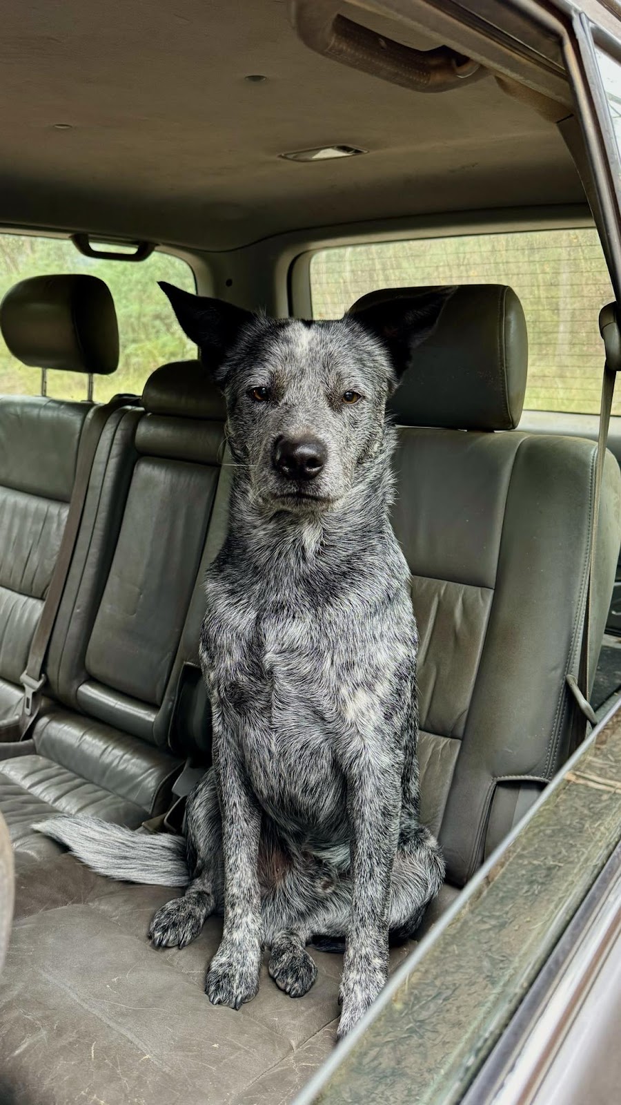 Bootie Patootie Dog Grooming | Maroondah Hwy, Taggerty VIC 3714, Australia | Phone: 0458 458 241