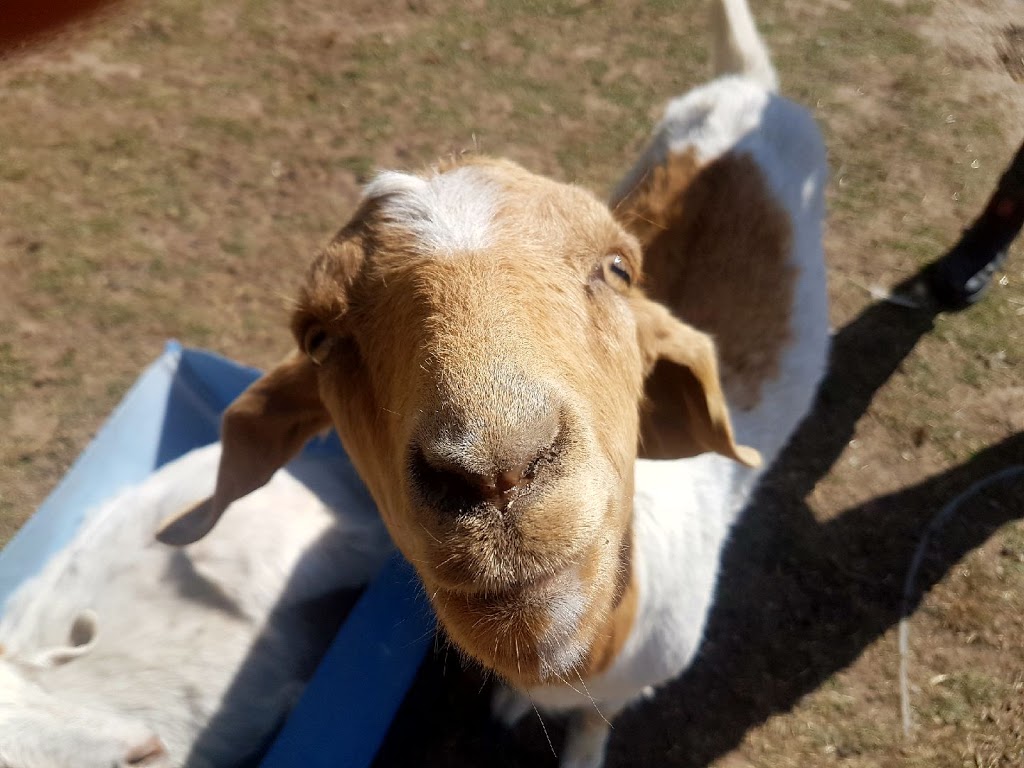 Fur & Feathers Rescue Farm - Mandalong | 716 Mandalong Rd, Mandalong NSW 2264, Australia | Phone: 0426 835 233