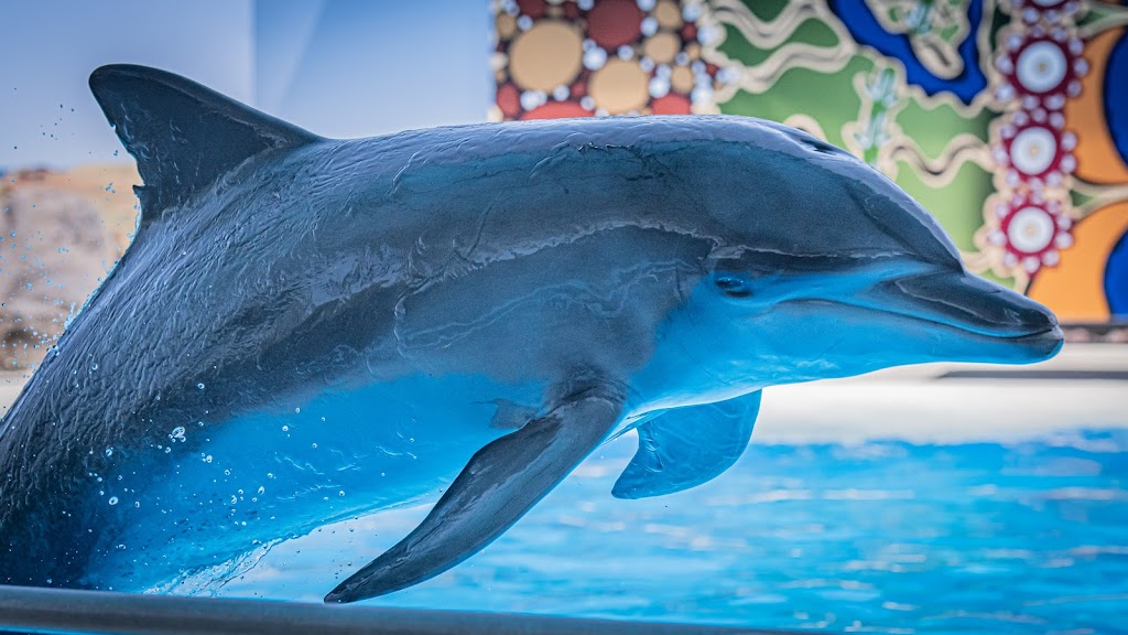 Dolphin Marine Conservation Park | tourist attraction | 65 Orlando St, Coffs Harbour NSW 2450, Australia | 0266591900 OR +61 2 6659 1900