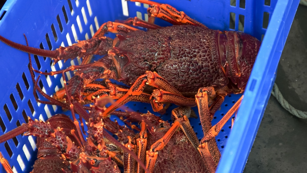 Southern Ocean Rock Lobster | food | 34 Windsor Ave, Port Lincoln SA 5606, Australia | 0886833366 OR +61 8 8683 3366