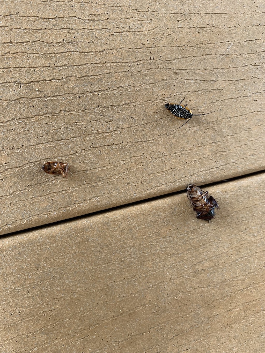 OCG Pest Control Campbelltown | 116 Waminda Ave, Campbelltown NSW 2560, Australia | Phone: (02) 9820 5534