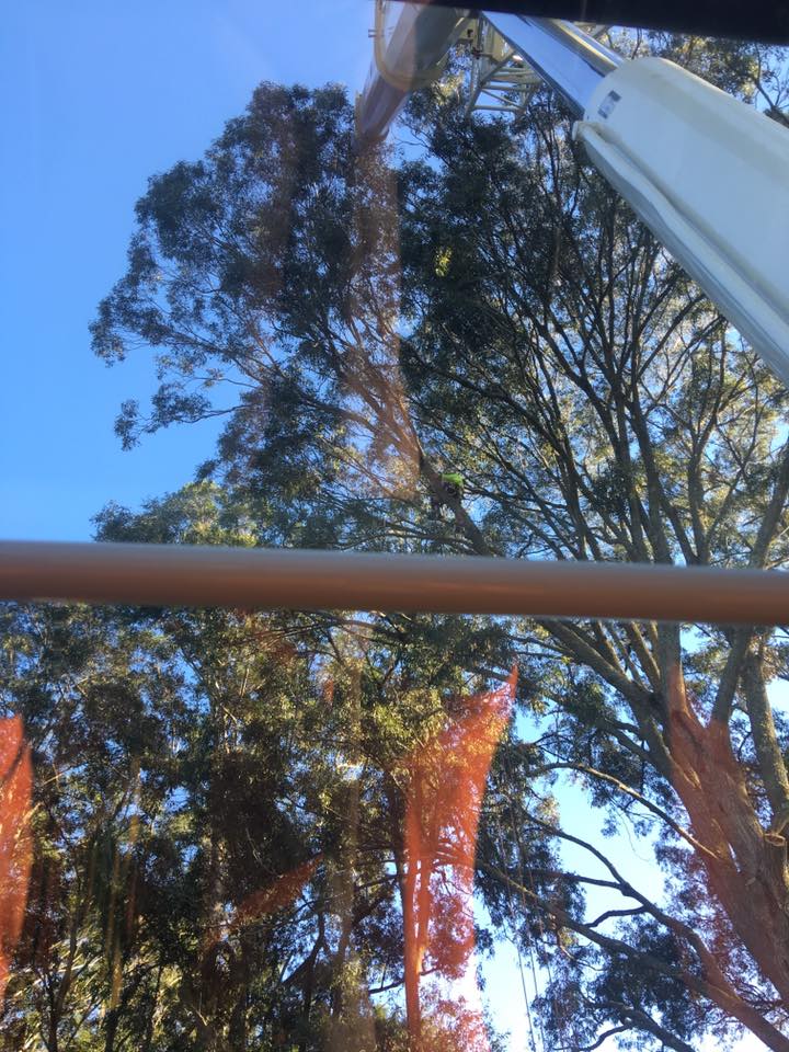 Ability Tree Service | 23 Wards Rd, Darawank NSW 2428, Australia | Phone: 0403 316 576