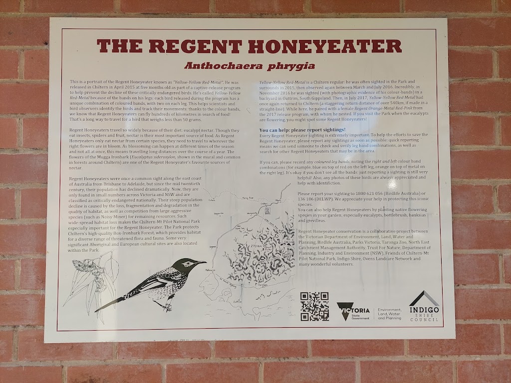 Regent Honeyeater Mural | tourist attraction | 28 Main St, Chiltern VIC 3683, Australia | 0357261611 OR +61 3 5726 1611