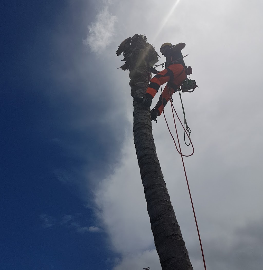 Canopy Tree Trimming | 77 Rangewood Dr, Rangewood QLD 4817, Australia | Phone: 0429 300 212