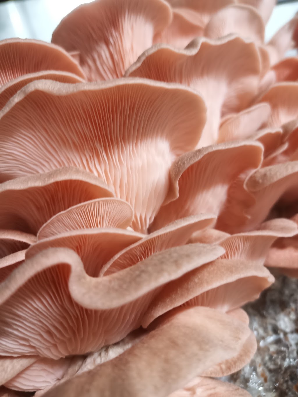 MindRise / EarthRising Mushroom Farm | Cataract St, Lawson NSW 2783, Australia | Phone: 0452 403 790