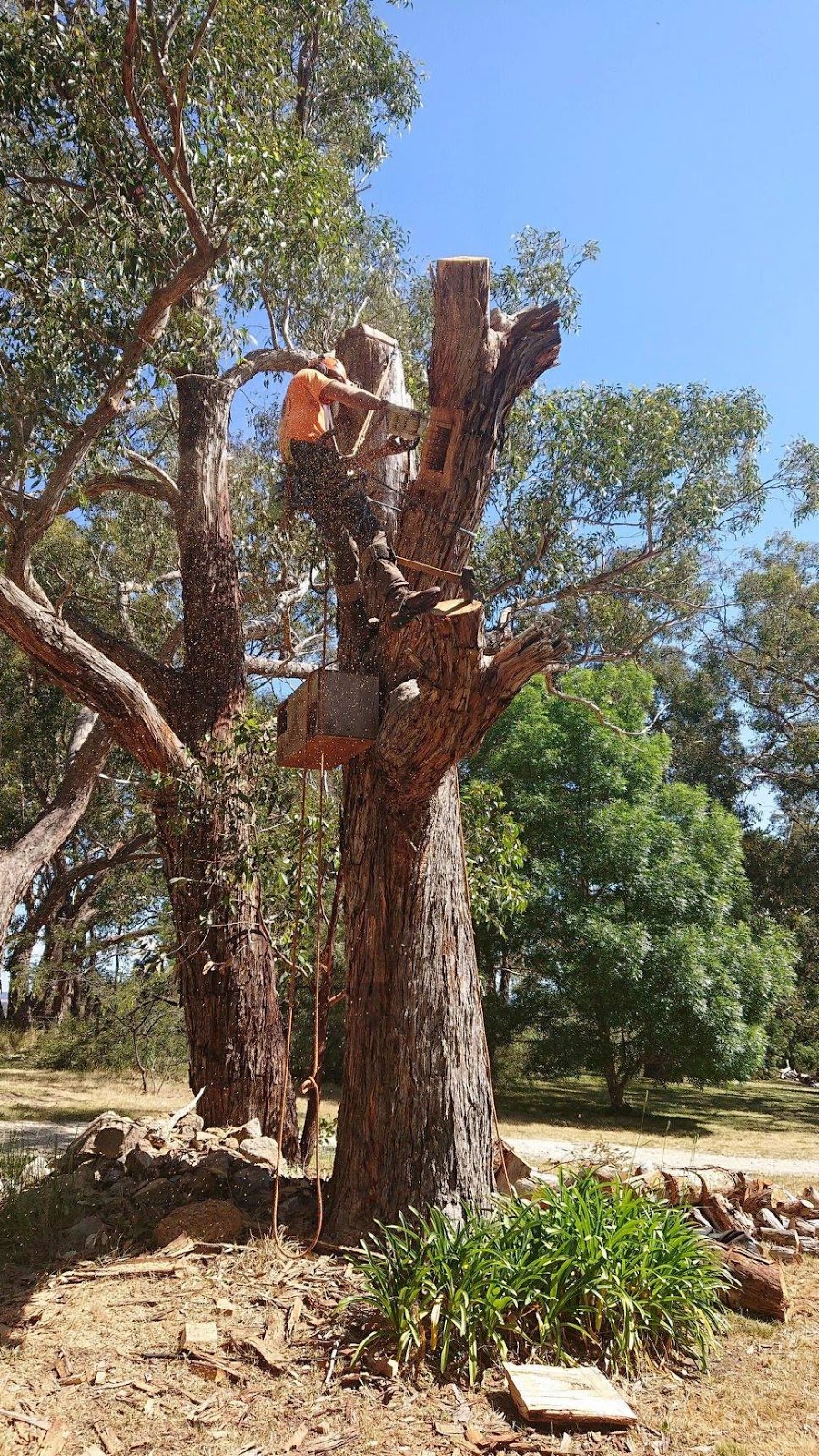 Master Tree Care Pty Ltd | 7 Perrin St, Woodside SA 5244, Australia | Phone: 0421 786 005