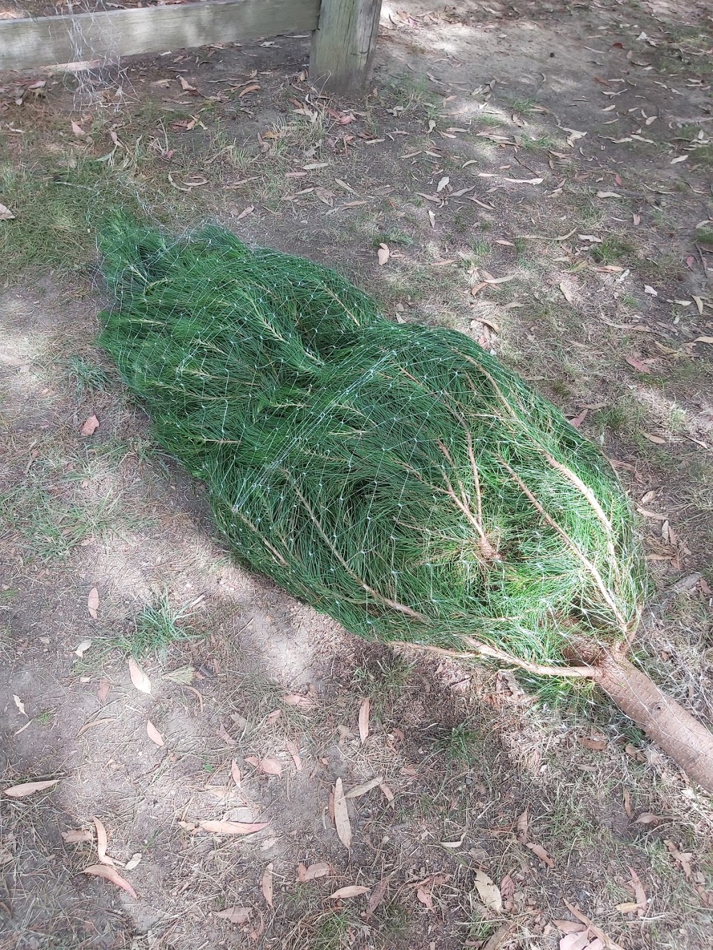 Tomalong Christmas Tree Farm | 96 Pitt Town Rd, Kenthurst NSW 2156, Australia | Phone: (02) 9654 9705