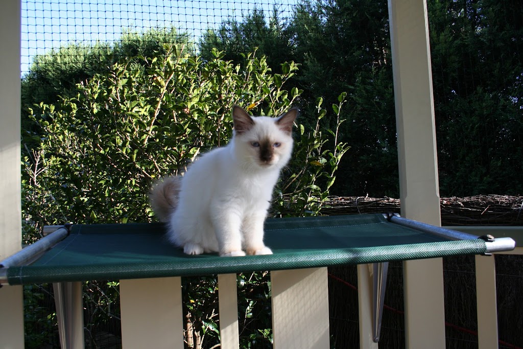 Cat Max Clear Net Enclosures | 318D Lenah Valley Rd, Lenah Valley TAS 7008, Australia | Phone: 1300 306 605