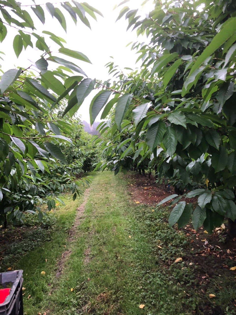 Franklin Cherries- Tasmania | 80 Maxfields Rd, Franklin TAS 7113, Australia | Phone: 0417 595 300